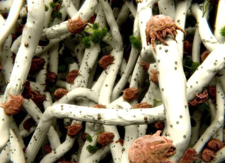 Acari della polvere (Depositphotos foto) - www.guidamamme.it