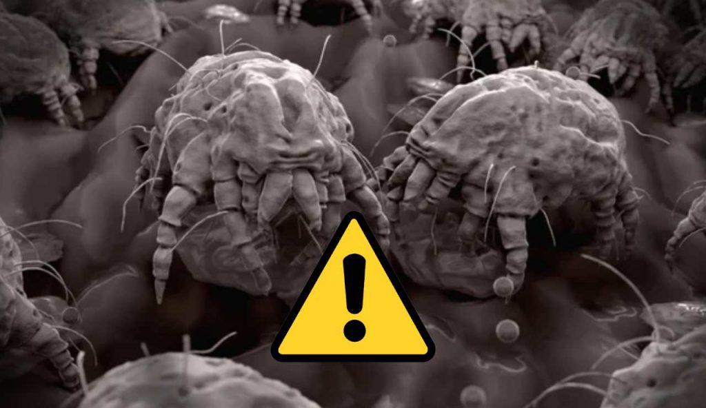 Acari e pericoli (Depositphotos foto) - www.guidamamme.it