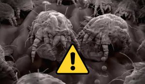 Acari e pericoli (Depositphotos foto) - www.guidamamme.it