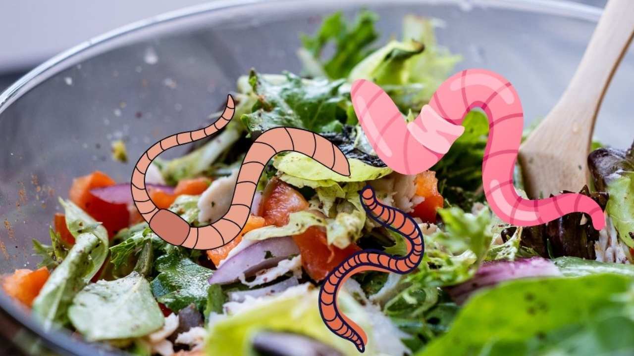 Verme insalata