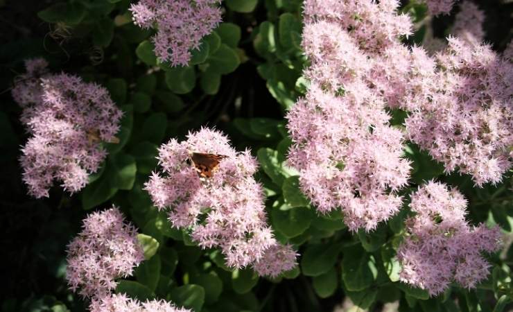 Sedum Teresina